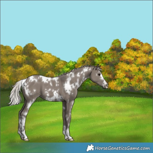 Horse Color:White Spotted Silver Grullo 