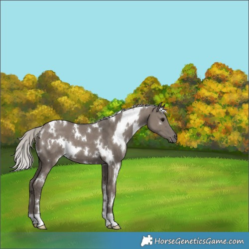 Horse Color:White Spotted Silver Grullo 