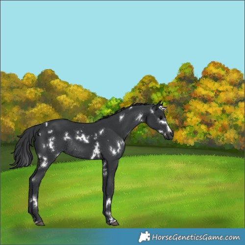 Horse Color:White Spotted Black Rabicano 