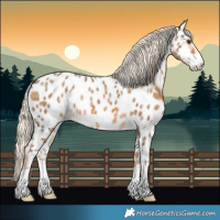 Horse Color:Chocolate Palomino Ice Appaloosa 