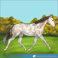 Horse Color:Buckskin Dun Splash Near Leopard Rabicano 