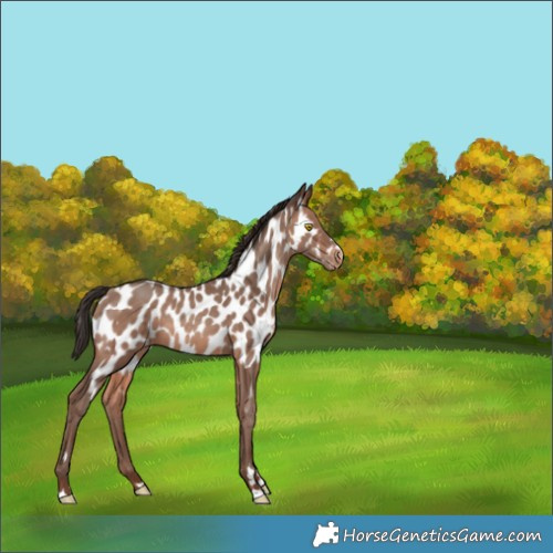 Horse Color:Sable Champagne Near Leopard 