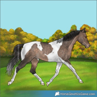 Horse Color:Brown Dun Tobiano Appaloosa Rabicano