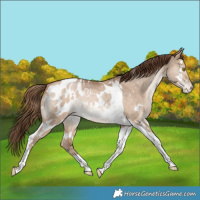 Horse Color:White Spotted Brown Snowdrop Pearl Dun Tobiano Blanket Rabicano 