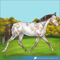 Horse Color:White Spotted Brown Pearl Dun Appaloosa Rabicano 