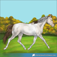 Horse Color:Bay Roan Snowdrop Dun Tobiano Varnish Rabicano 