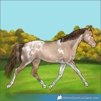 Horse Color:White Spotted Bay Pearl Dun Tobiano Appaloosa Rabicano