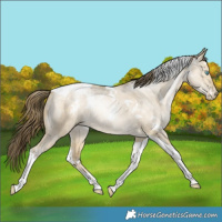 Horse Color:White Spotted Buckskin Pearl Dun Tobiano Rabicano 