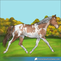 Horse Color:White Spotted Bay Snowdrop Pearl Tobiano Blanket Rabicano 