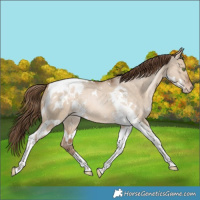 Horse Color:White Spotted Brown Pearl Dun Tobiano Appaloosa Rabicano