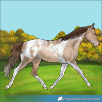 Horse Color:Bay Snowdrop Dun Tobiano Blanket Rabicano