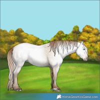 Horse Color:Gray Smoky Grullo Pearl 