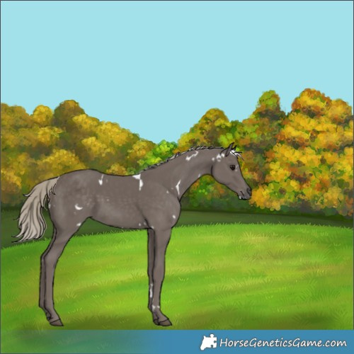 Horse Color:White Spotted Silver Smoky Black 