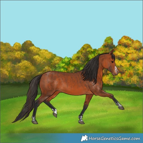 Horse Color:Bay  and Bay 