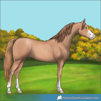 Horse Color:Gold Champagne 