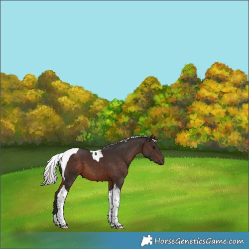 Horse Color:Silver Brown Tobiano 