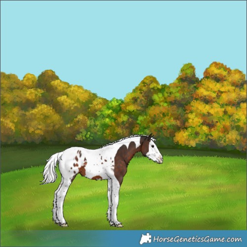 Horse Color:Silver Brown Splash Tobiano Appaloosa 
