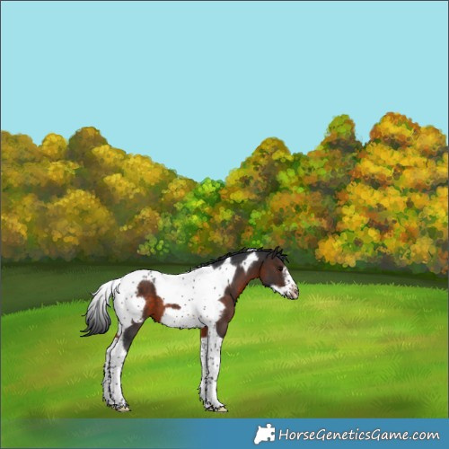 Horse Color:Brown Tobiano Frame Varnish 