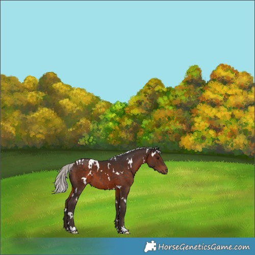 Horse Color:White Spotted Silver Brown 