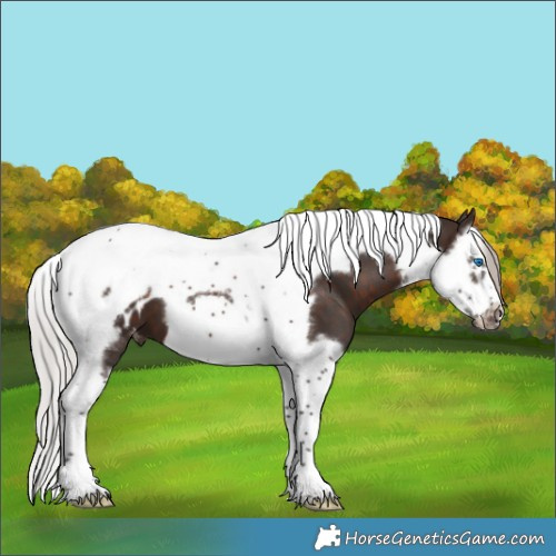 Horse Color:Silver Brown Splash Tobiano Frame Appaloosa 