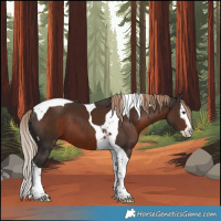 Horse Color:Liver Chestnut Splash Tobiano 