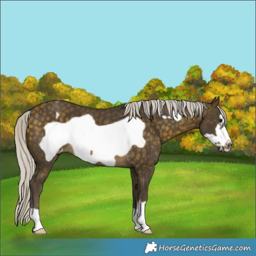Horse Color:Silver Buckskin Frame Varnish Rabicano 