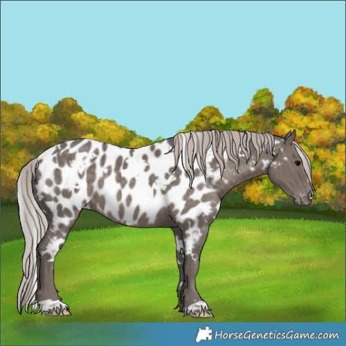 Horse Color:White Spotted Silver Black Appaloosa 