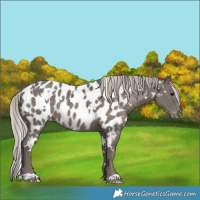 Horse Color:White Spotted Silver Black Appaloosa 