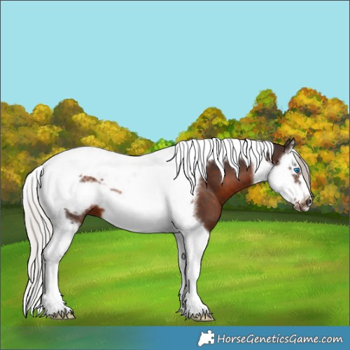 Horse Color:Silver Brown Splash Tobiano Frame 