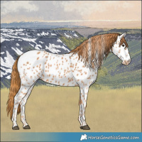 Horse Color:Chestnut Appaloosa 