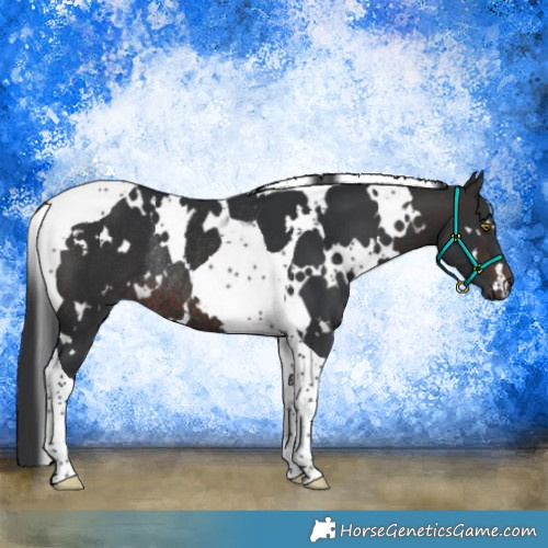Horse Color:White Spotted Brown Tobiano Rabicano 