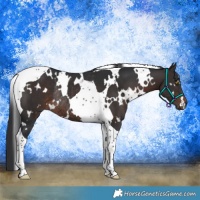 Horse Color:White Spotted Brown Tobiano Rabicano