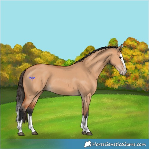 Horse Color:Bay Dun Splash 