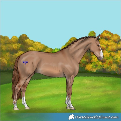 Horse Color:Red Dun