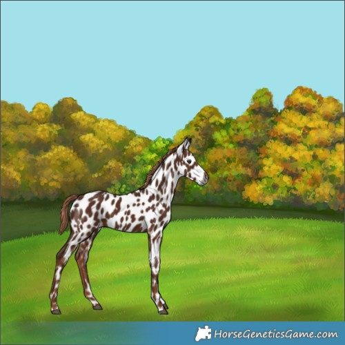 Horse Color:Gray Chestnut Leopard 