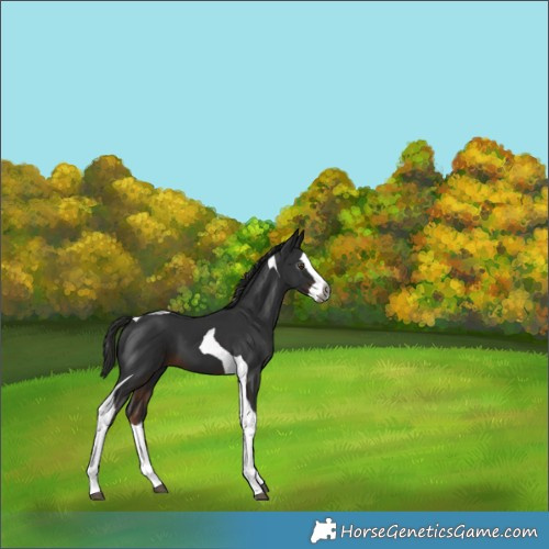Horse Color:Gray Liver Chestnut Splash Tobiano 