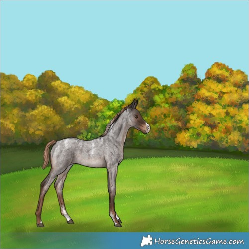Horse Color:Powder White Liver Red Roan 
