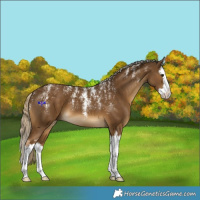 Horse Color:Powder White Chocolate Palomino Splash
