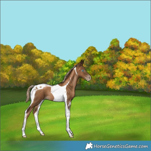 Horse Color:Gray Chocolate Palomino Pearl Tobiano 