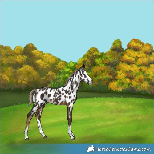 Horse Color:Gray Chocolate Palomino Splash Near Leopard 