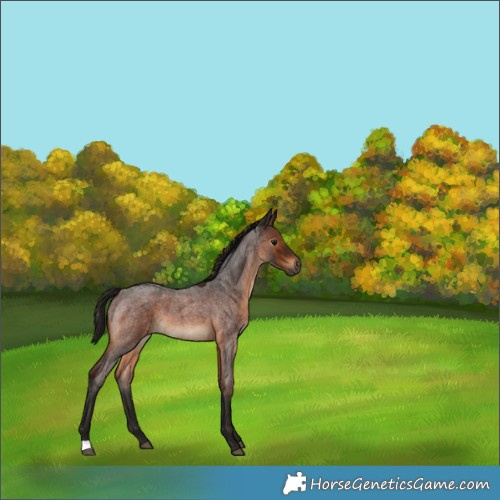 Horse Color:Gray Bay Roan 