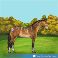 Horse Color:Powder White Gray Buckskin 