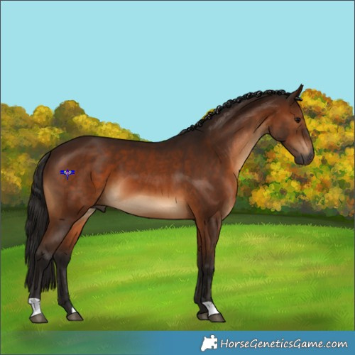 Horse Color:Gray Bay 