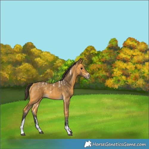 Horse Color:Powder White Buckskin Tobiano 