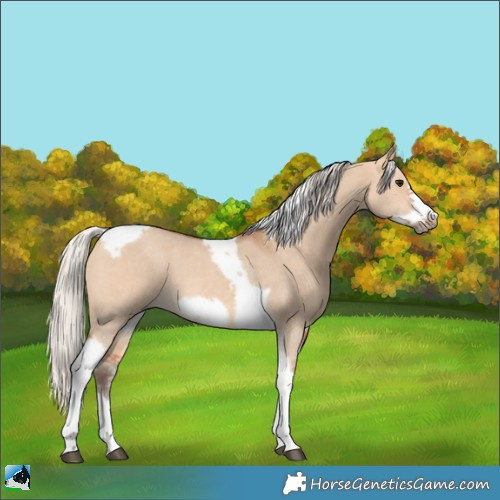Horse Color:Silver Bay Dun Sabino Tobiano Frame Rabicano