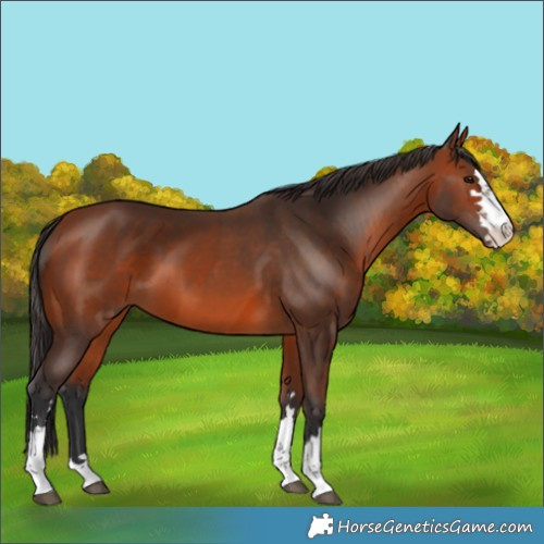 Horse Color:Bay and Bay