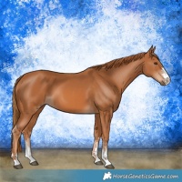 Horse Color:Chestnut  and Chestnut 