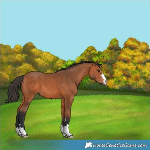 Horse Color:Bay 