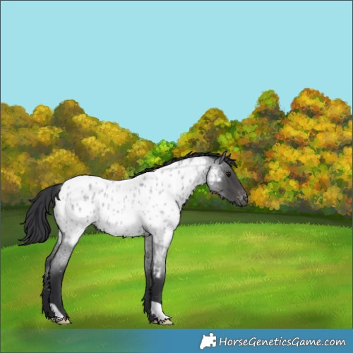 Horse Color:Blue Roan Appaloosa 