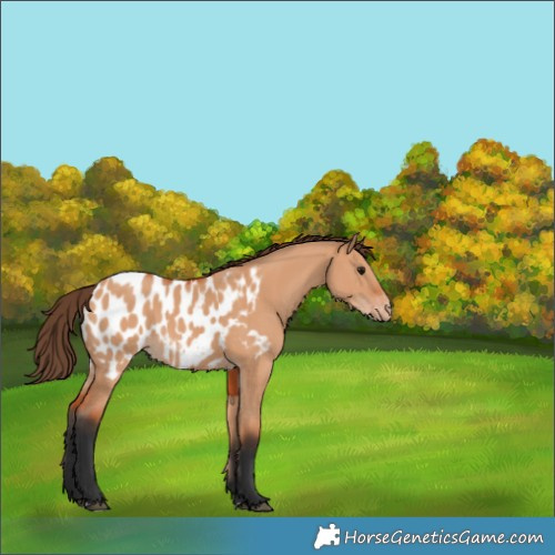 Horse Color:Bay Dun Appaloosa 